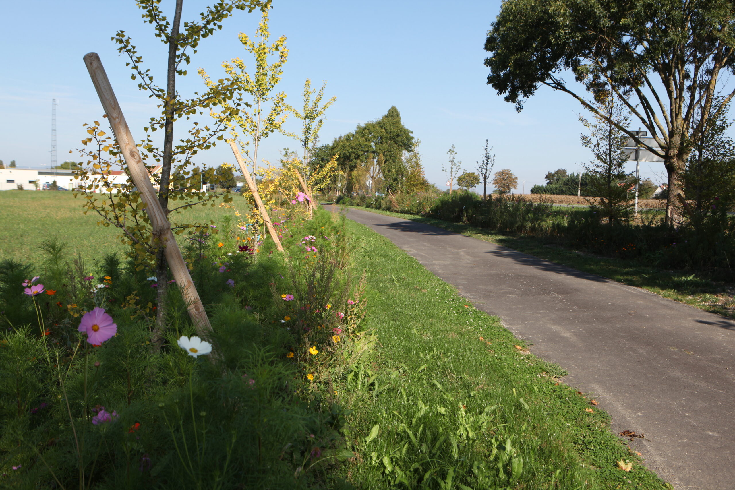 Marckolsheim Piste cyclable